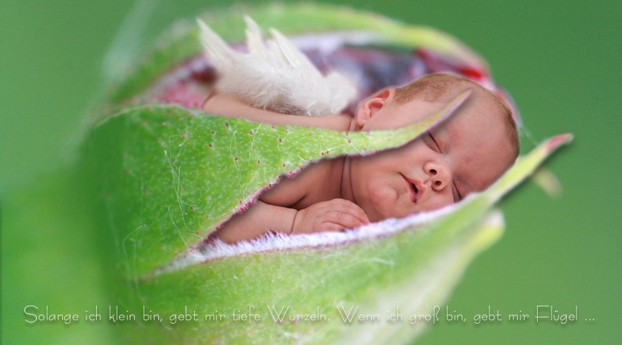 In einer Rosenknospe träumt  ein kleines Baby- Engelchen mit Flügelchen auf dem Rücken