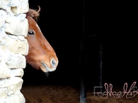 Neugierig lugt das Pferd hinter der Mauer hervor