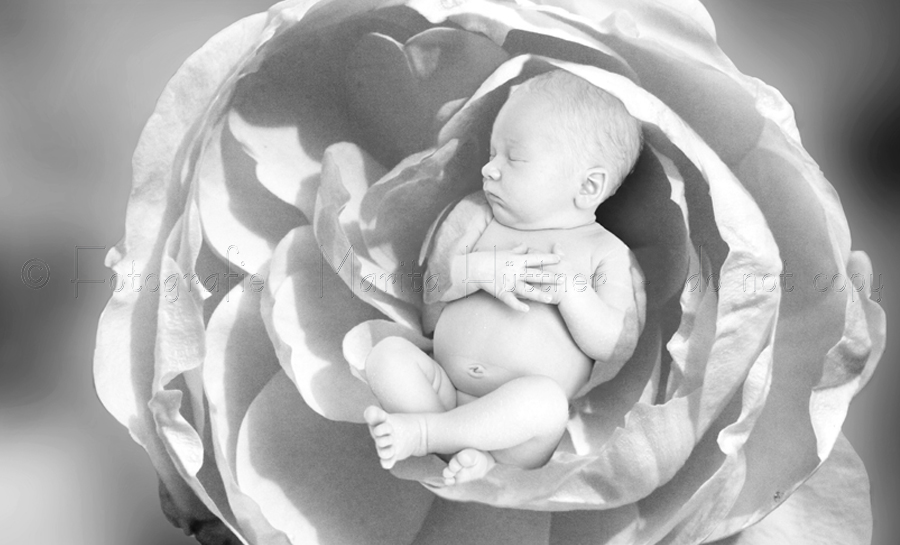 kleines Neugeborenes in einer Rosenblüte - Schwarzweiß-Fotografie