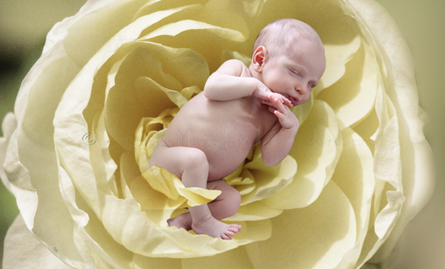 Ein ganz kleines niedliches Baby liegt in einer Rosenblüte.